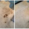 DREADNJORD Professional Pet Urine Remover – Carpets, Upholstery & Mattresses - rear view